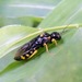 Cherry Webspinning Sawfly - Photo (c) Jim Brighton, some rights reserved (CC BY-NC), uploaded by Jim Brighton