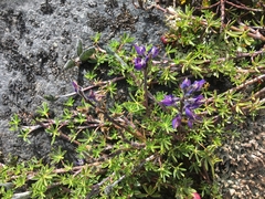 Lupinus microphyllus