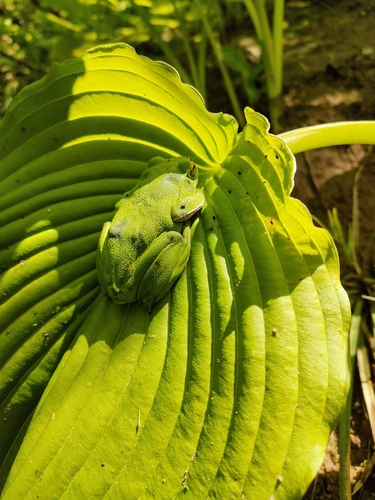 Forest Green Treefrog