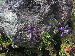 Lupinus microphyllus