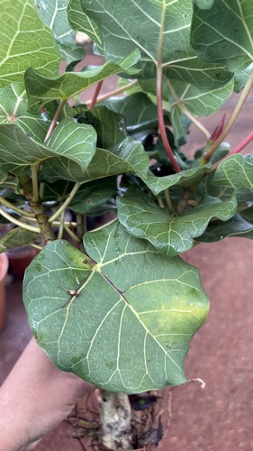 Large-leaved rock fig