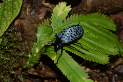 Cypherotylus impressopunctatus
