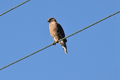 Red-shouldered Hawk observed by ukpkmkk
