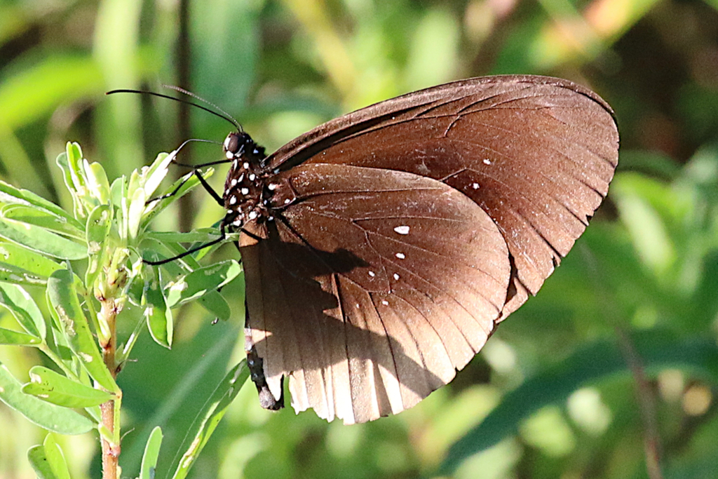 Nobrand Crow from Saibai Island, Queensland 4875, Australia on March 4, 2020 at 0538 PM by