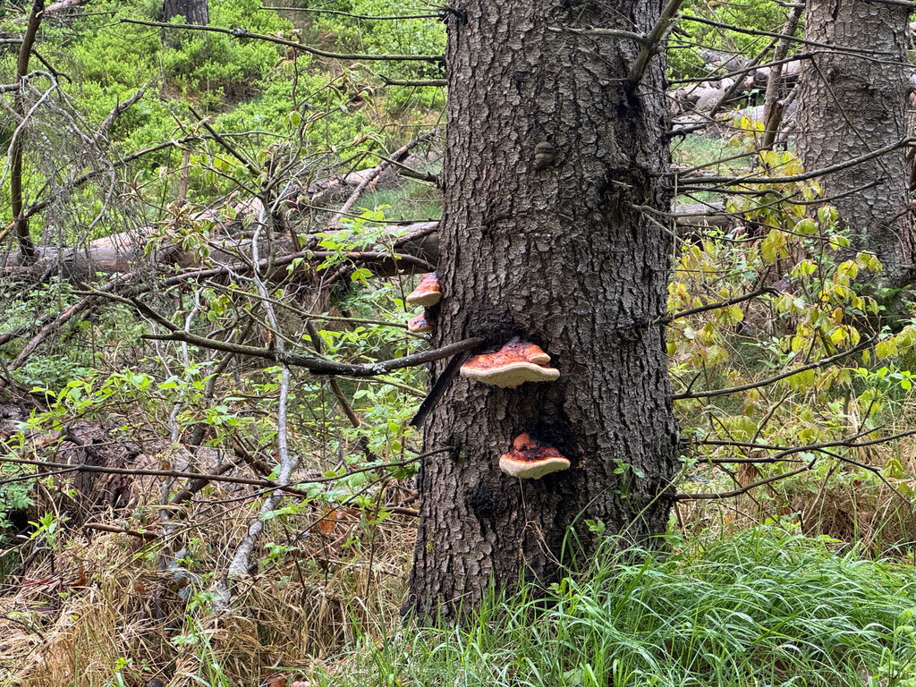 Fomitopsis pinicola · May 2026 · photo: © enricotomschke (iNaturalist, cc-by)