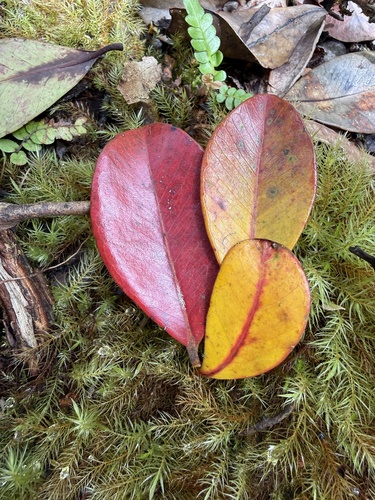 Psidium cattleianum observed 2026-05-13