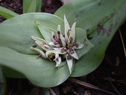 Colchicum longipes