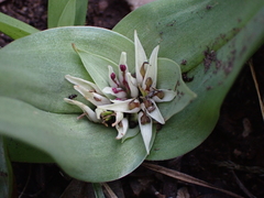 Colchicum longipes