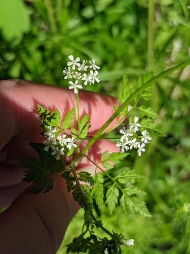 Anthriscus cerefolium, photograph 3