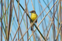 Pseudocolopteryx citreola