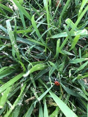 Coccinella septempunctata