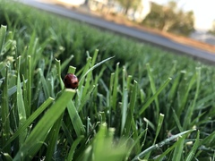 Coccinella septempunctata