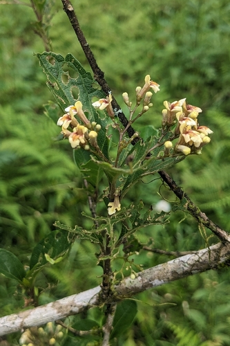 Premna microphylla, photograph 3