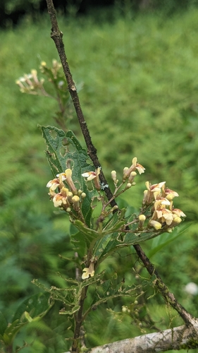 Premna microphylla, photograph 4