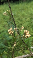 Premna microphylla, photograph (c) 許文俊, some rights reserved (CC BY-SA)