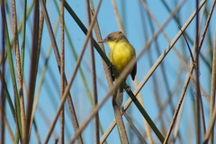 Pseudocolopteryx citreola