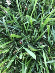 Coccinella septempunctata