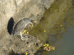 Nyctanassa violacea pauper