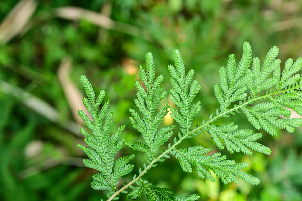 Selaginella helferi