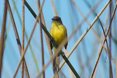 Pseudocolopteryx citreola