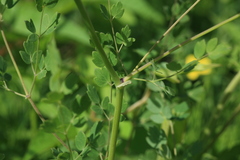 Thalictrum squarrosum