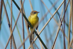 Pseudocolopteryx citreola