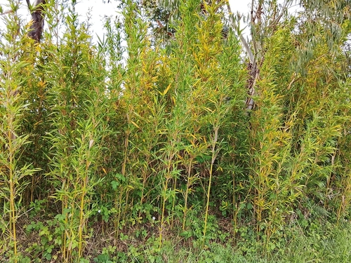 Semiarundinaria fastuosa iNat (1)