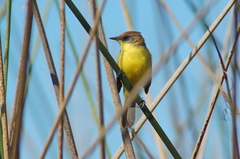 Pseudocolopteryx citreola