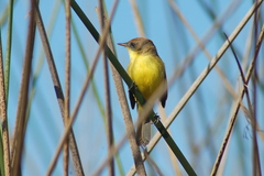 Pseudocolopteryx citreola