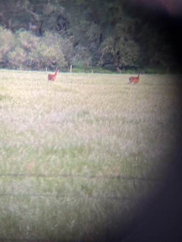 Columbian Black-tailed Deer observed by seanmcnair