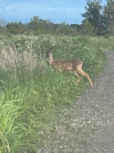 Columbian Black-tailed Deer observed by seanmcnair