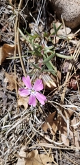 Phlox woodhousei
