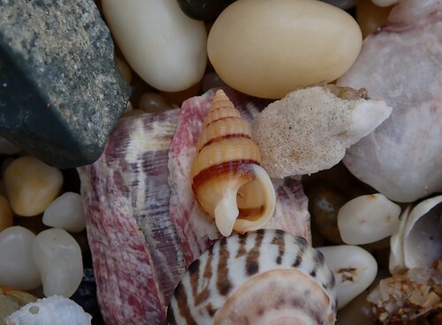Nassarius pauperus observed 2026-05-14