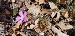Phlox woodhousei