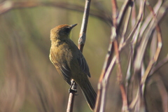 Pseudocolopteryx citreola