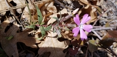 Phlox woodhousei