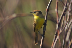 Pseudocolopteryx citreola