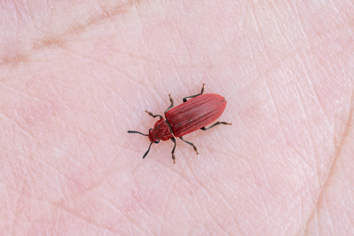 Haematoides davidis