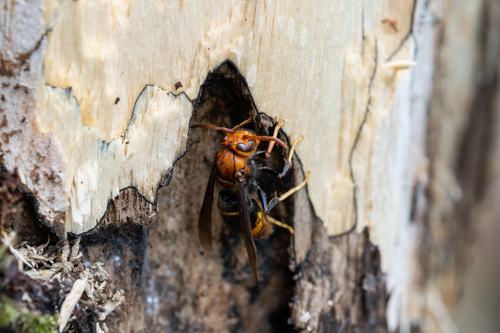 Vespula orbata