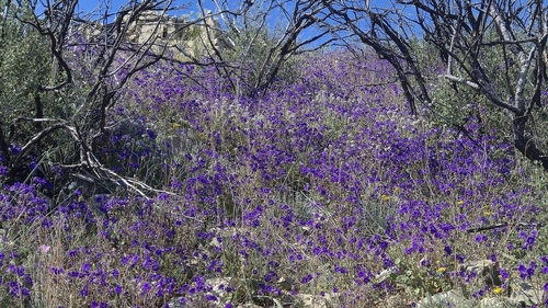 Wild canterbury bells (Phacelia minor)