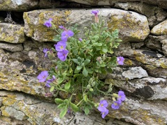 Aubrieta deltoidea