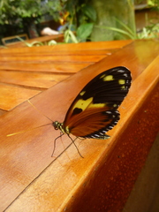 Heliconiini