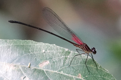 Hetaerina fuscoguttata
