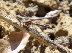 Phanogomphus lividus