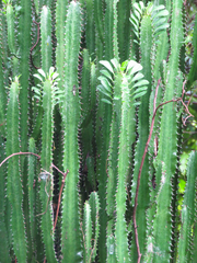Euphorbia trigona