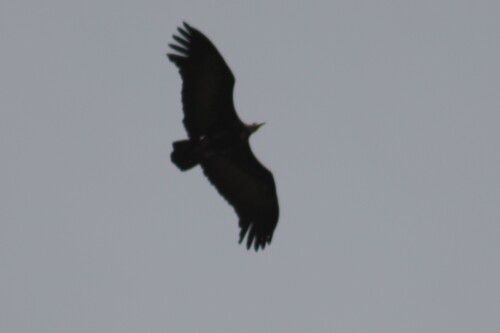 Hooded Vulture