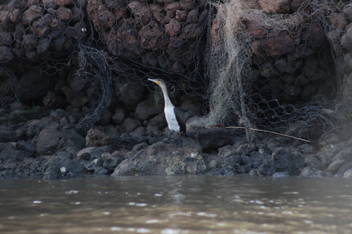 White-breasted Cormorant