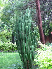 Euphorbia trigona