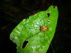 Ventrivomer ancyrophorus