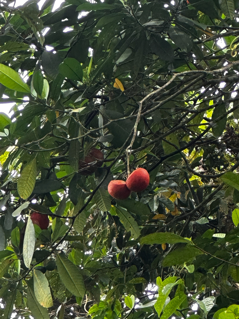 Cembirit (Tabernaemontana macrocarpa)